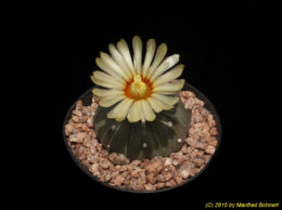 Astrophytum cv. asterias 2309